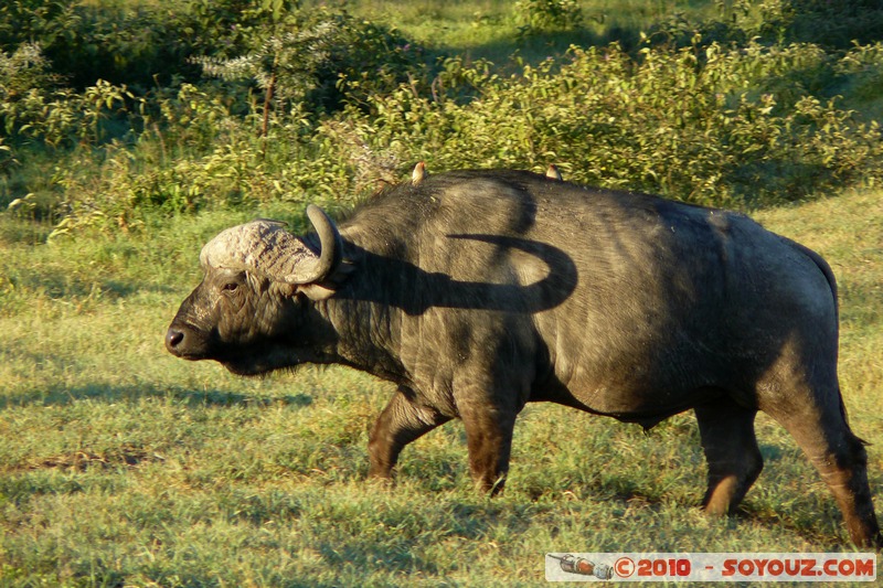 Lake Nakuru National Park - Buffalo
Mots-clés: animals African wild life Buffle