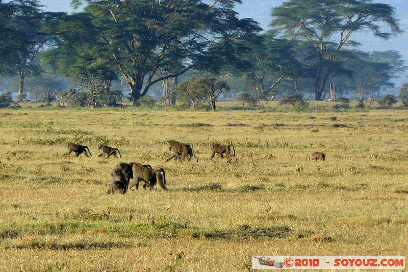 Lake Nakuru National Park - Baboons
Mots-clés: animals African wild life singes Babouin