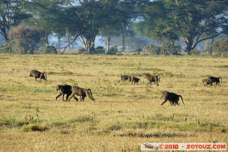 Lake Nakuru National Park - Baboons
