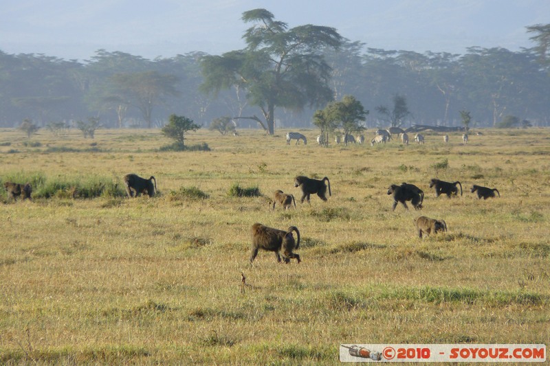 Lake Nakuru National Park - Baboons
Mots-clés: animals African wild life singes Babouin