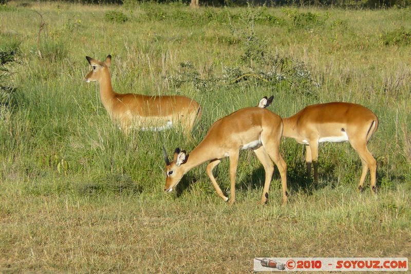 Lake Nakuru National Park - Thomson's Gazelle
Mots-clés: animals African wild life Thomson's Gazelle Gazelle