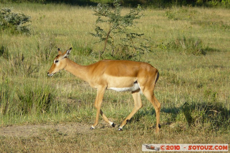 Lake Nakuru National Park - Thomson's Gazelle
Mots-clés: animals African wild life Thomson's Gazelle Gazelle