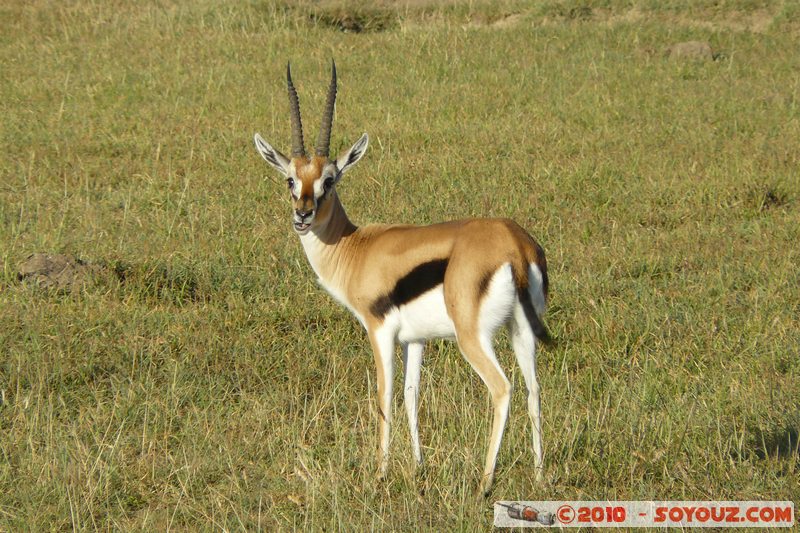 Lake Nakuru National Park - Thomson's Gazelle
Mots-clés: animals African wild life Thomson's Gazelle Gazelle