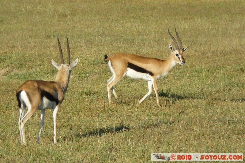 Lake Nakuru National Park - Thomson's Gazelle
Mots-clés: animals African wild life Thomson's Gazelle Gazelle