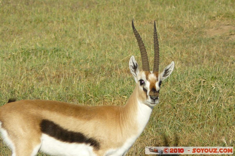 Lake Nakuru National Park - Thomson's Gazelle
Mots-clés: animals African wild life Thomson's Gazelle Gazelle