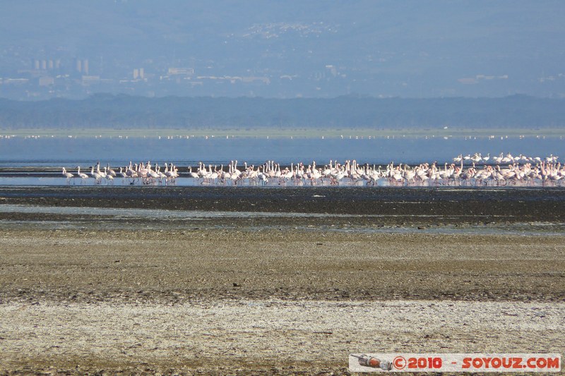 Lake Nakuru National Park - Lesser Flamingos
Mots-clés: flamand rose oiseau animals African wild life Lac