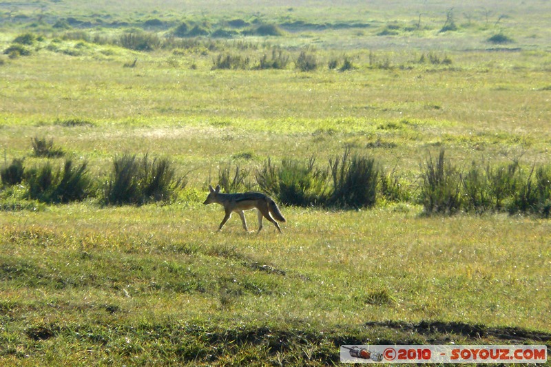 Lake Nakuru National Park - Black-backed Jackal
Mots-clés: animals African wild life Black-backed Jackal