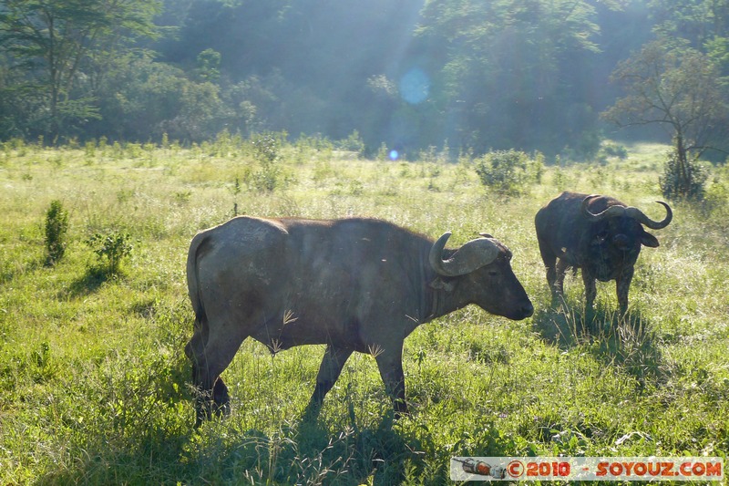 Lake Nakuru National Park - Buffalo
Mots-clés: animals African wild life Buffle