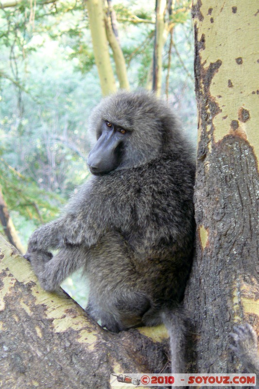 Lake Nakuru National Park - Baboons
Mots-clés: animals African wild life singes Babouin