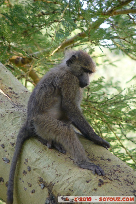 Lake Nakuru National Park - Baboons
Mots-clés: animals African wild life singes Babouin