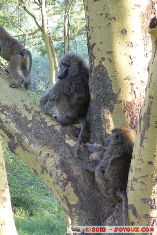 Lake Nakuru National Park - Baboons
Mots-clés: animals African wild life singes Babouin