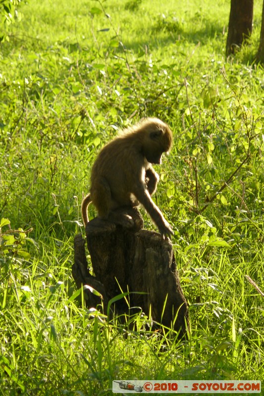 Lake Nakuru National Park - Baboons
Mots-clés: animals African wild life singes Babouin