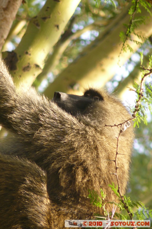 Lake Nakuru National Park - Baboons
Mots-clés: animals African wild life singes Babouin