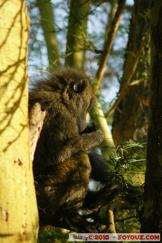 Lake Nakuru National Park - Baboons
Mots-clés: animals African wild life singes Babouin