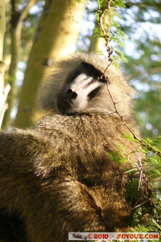 Lake Nakuru National Park - Baboons
Mots-clés: animals African wild life singes Babouin