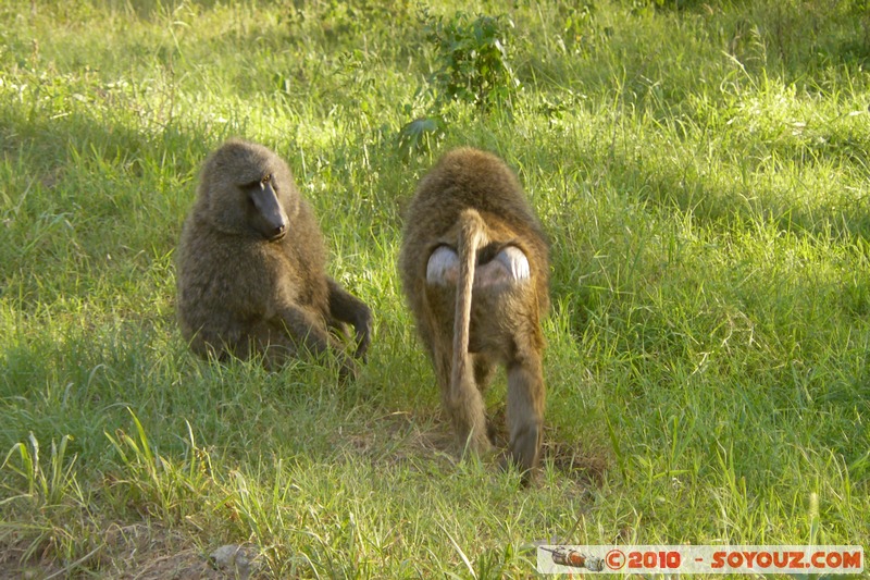 Lake Nakuru National Park - Baboons
Mots-clés: animals African wild life singes Babouin