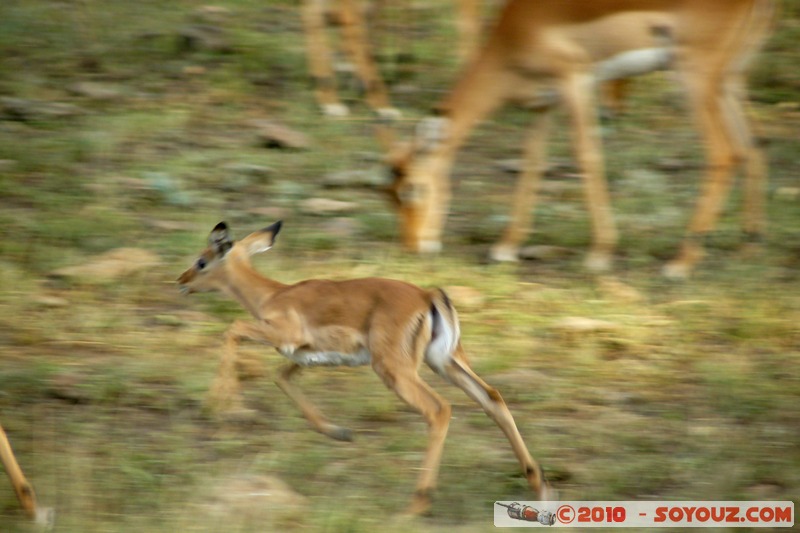 Lake Nakuru National Park - Thomson's Gazelle
