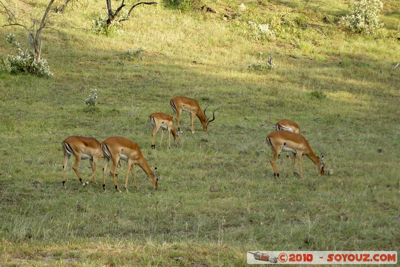 Lake Nakuru National Park - Thomson's Gazelle
Mots-clés: animals African wild life Thomson's Gazelle Gazelle