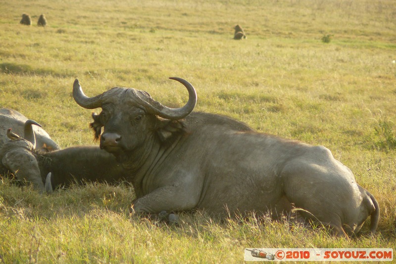 Lake Nakuru National Park - Buffalo
