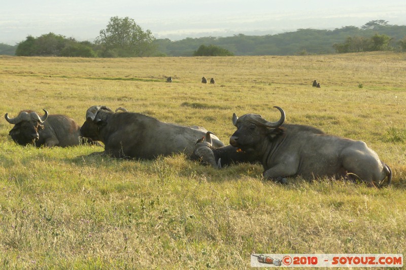 Lake Nakuru National Park - Buffalo
Mots-clés: animals African wild life Buffle