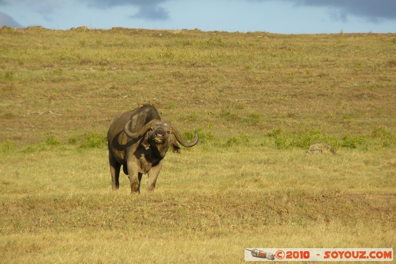 Lake Nakuru National Park - Buffalo
Mots-clés: animals African wild life Buffle