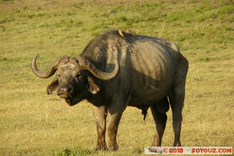 Lake Nakuru National Park - Buffalo
Mots-clés: animals African wild life Buffle oiseau