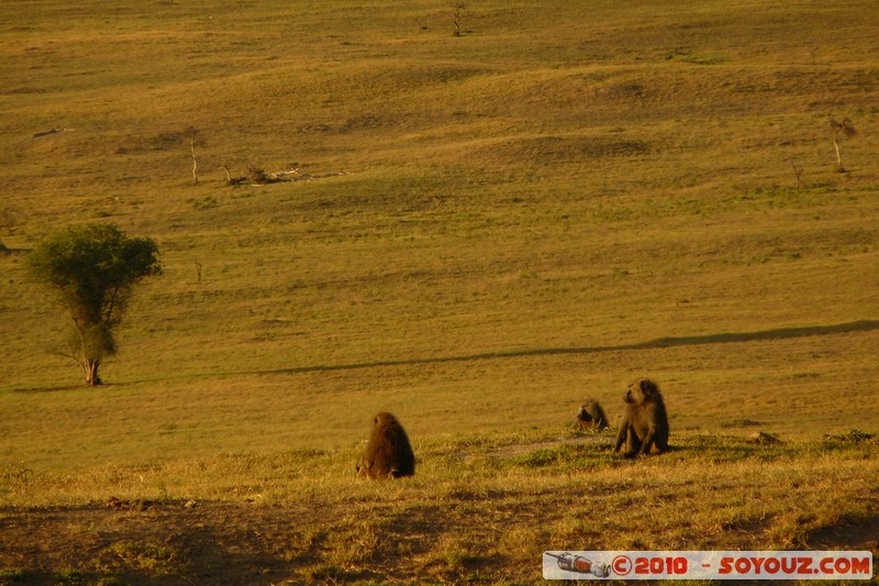 Lake Nakuru National Park - Baboons
Mots-clés: animals African wild life singes Babouin sunset