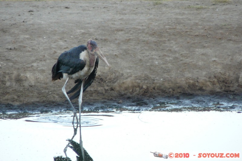 Lake Nakuru National Park - Marabou Stork
Mots-clés: animals African wild life oiseau Marabou Stork