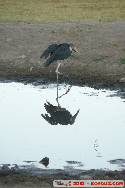 Lake Nakuru National Park - Marabou Stork
