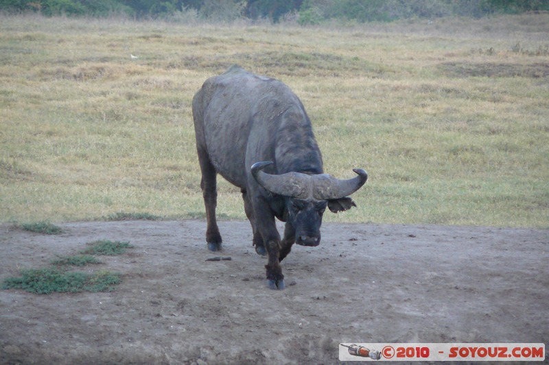 Lake Nakuru National Park - Buffalo
Mots-clés: animals African wild life Buffle