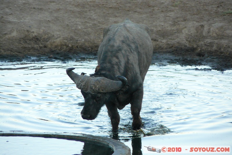 Lake Nakuru National Park - Buffalo
Mots-clés: animals African wild life Buffle