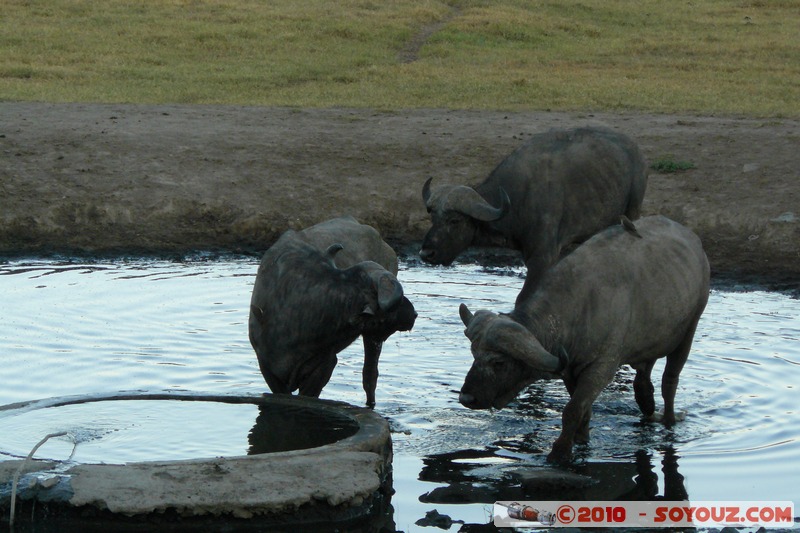 Lake Nakuru National Park - Buffalo
Mots-clés: animals African wild life Buffle