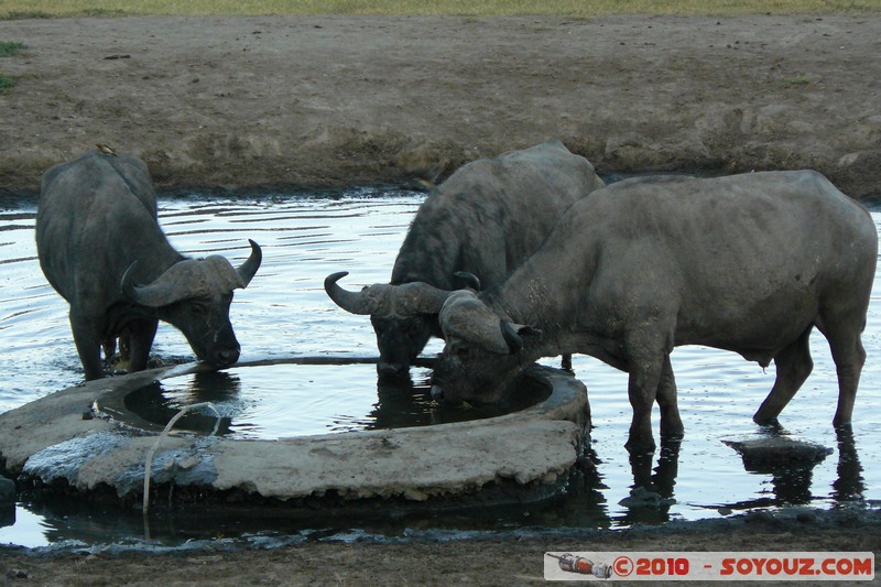 Lake Nakuru National Park - Buffalo
Mots-clés: animals African wild life Buffle