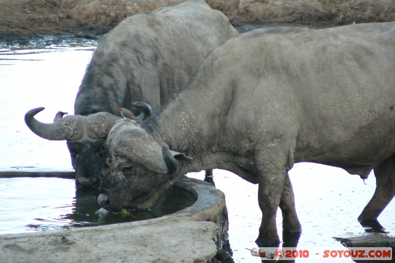 Lake Nakuru National Park - Buffalo
Mots-clés: animals African wild life Buffle