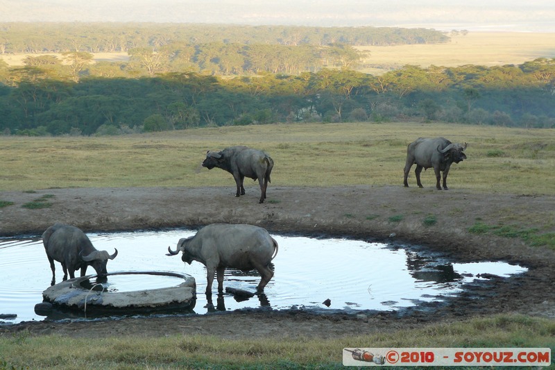 Lake Nakuru National Park - Buffalo
Mots-clés: animals African wild life Buffle