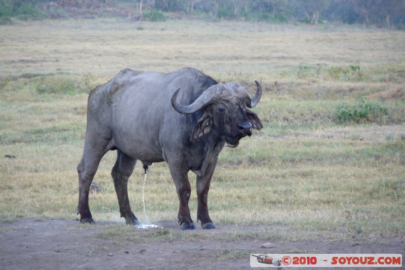 Lake Nakuru National Park - Buffalo
Mots-clés: animals African wild life Buffle