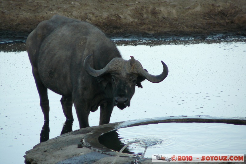 Lake Nakuru National Park - Buffalo
Mots-clés: animals African wild life Buffle