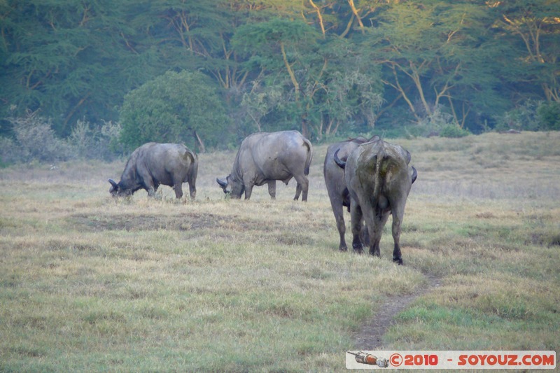 Lake Nakuru National Park - Buffalo
Mots-clés: animals African wild life Buffle