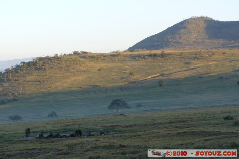 Lake Nakuru National Park - Baboons
Mots-clés: animals African wild life Babouin