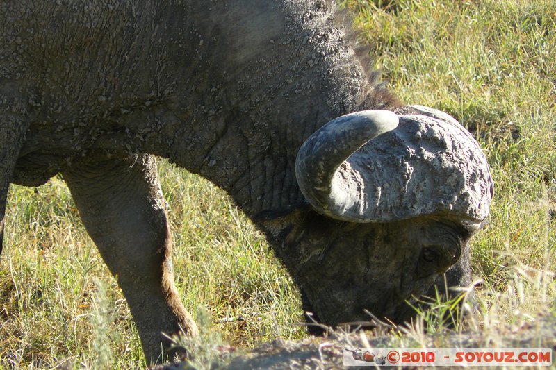 Lake Nakuru National Park - Buffalo
Mots-clés: animals African wild life Buffle