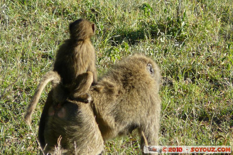 Lake Nakuru National Park - Baboons
Mots-clés: animals African wild life singes Babouin