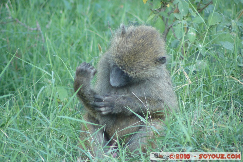 Lake Nakuru National Park - Baboons
Mots-clés: animals African wild life singes Babouin