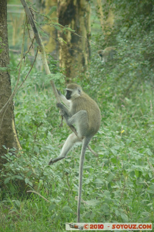 Lake Nakuru National Park - Vervet - Cercopithecus aethiops
Mots-clés: animals African wild life singes Vervet Cercopithecus aethiops