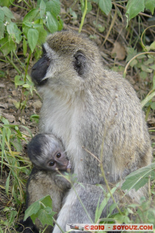 Lake Nakuru National Park - Vervet - Cercopithecus aethiops
Mots-clés: animals African wild life singes Vervet Cercopithecus aethiops