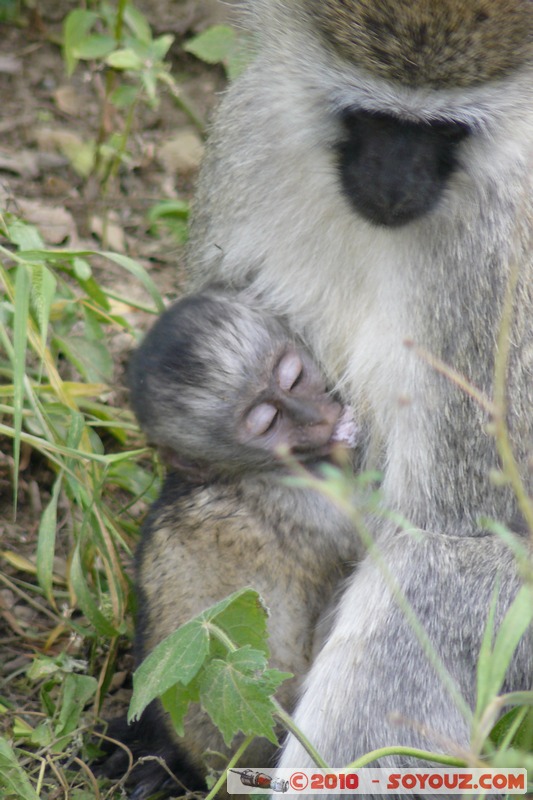 Lake Nakuru National Park - Vervet - Cercopithecus aethiops
Mots-clés: animals African wild life singes Vervet Cercopithecus aethiops