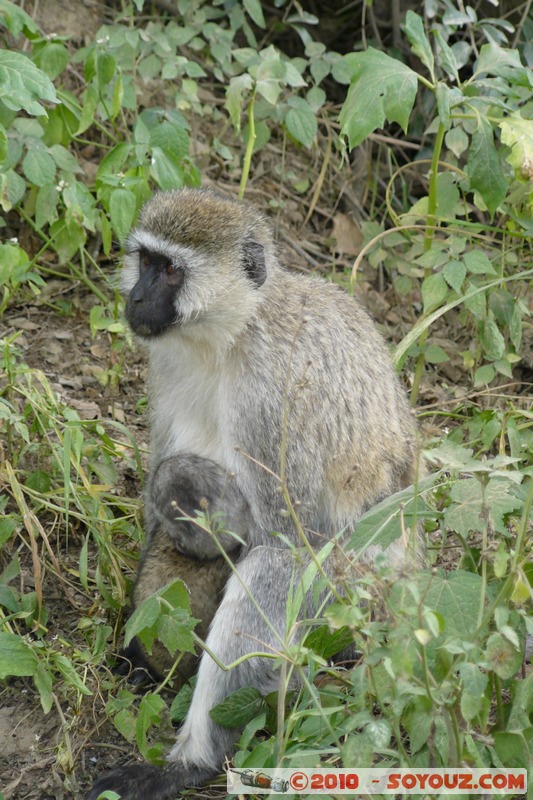 Lake Nakuru National Park - Vervet - Cercopithecus aethiops
Mots-clés: animals African wild life singes Vervet Cercopithecus aethiops