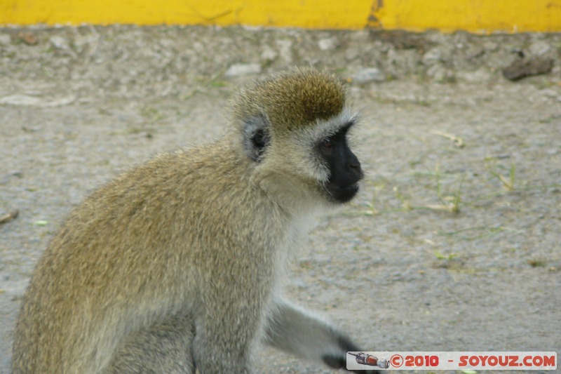 Lake Nakuru National Park - Vervet - Cercopithecus aethiops
Mots-clés: animals African wild life singes Vervet Cercopithecus aethiops