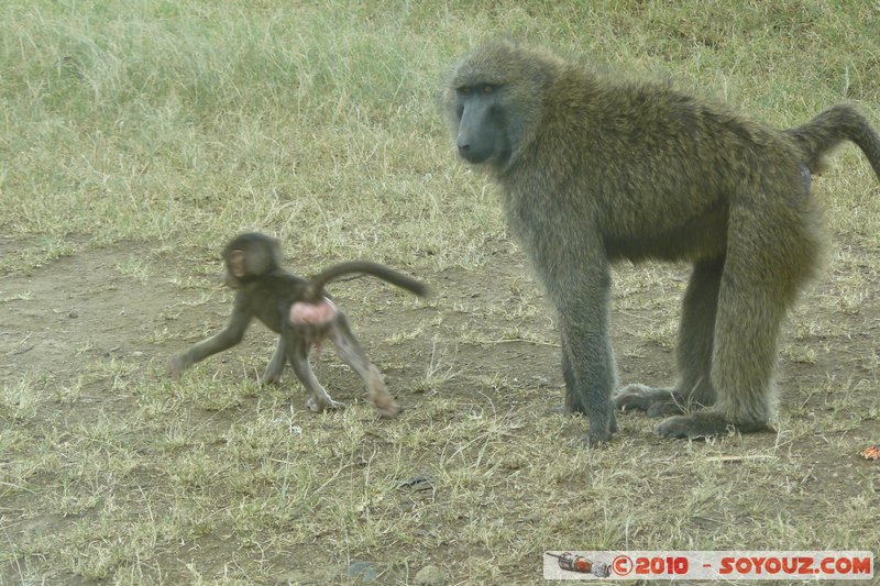 Lake Nakuru National Park - Baboons
Mots-clés: animals African wild life singes Babouin