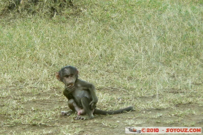 Lake Nakuru National Park - Baboon
