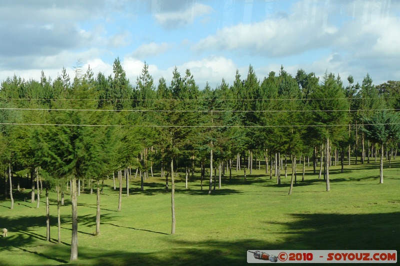 Rift Valley Province
Mots-clés: Arbres